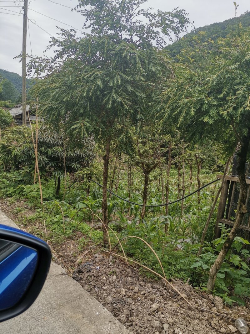 瓜子黄杨