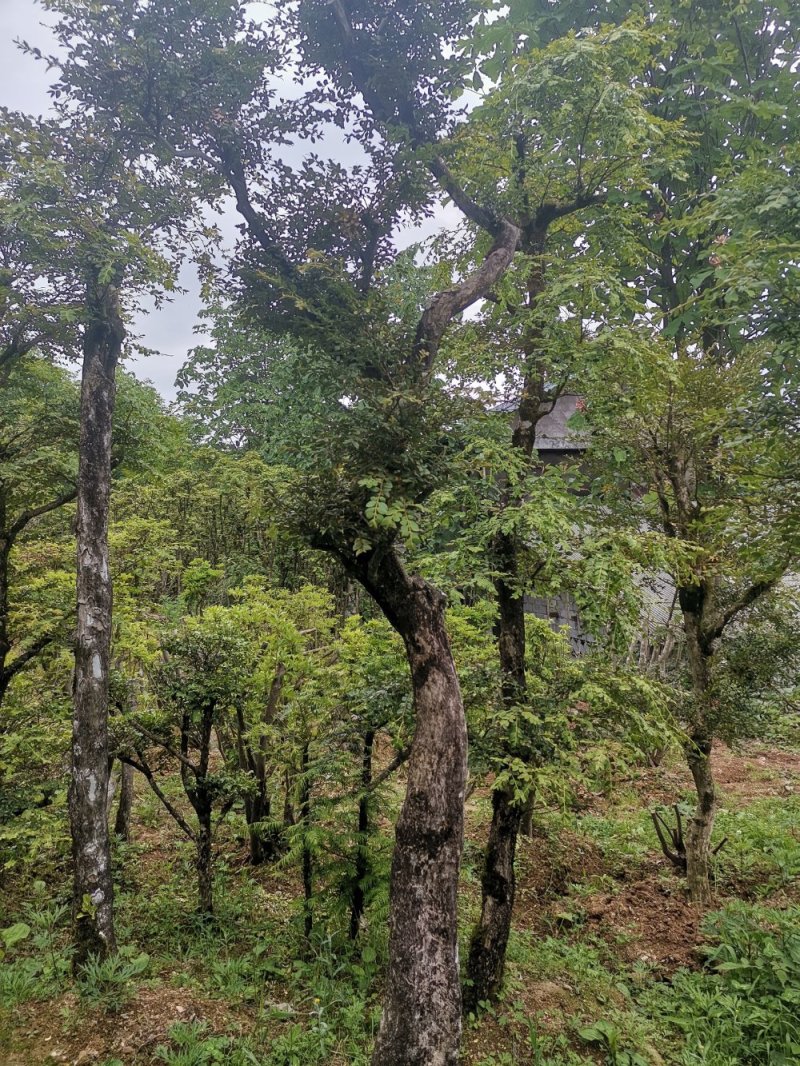瓜子黄杨