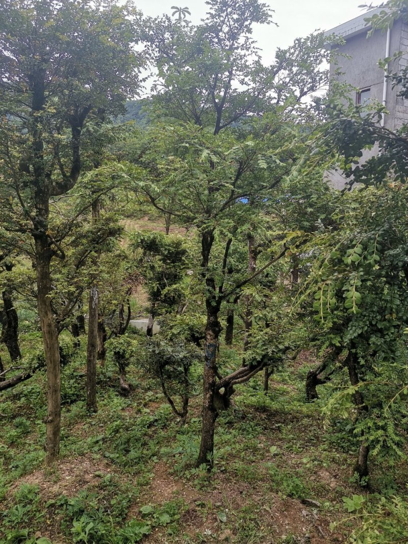 瓜子黄杨