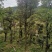 瓜子黄杨
