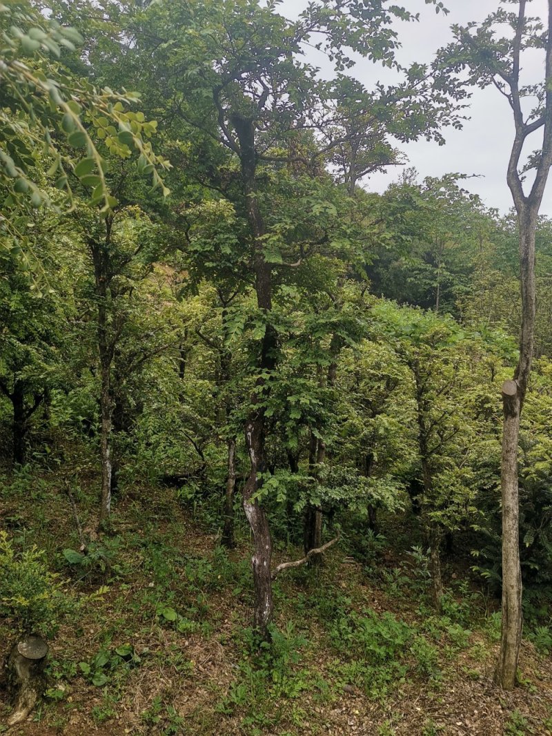 瓜子黄杨