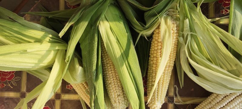 白玉米16~20%新上市现定现摘