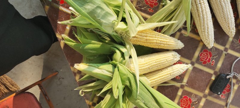 白玉米16~20%新上市现定现摘