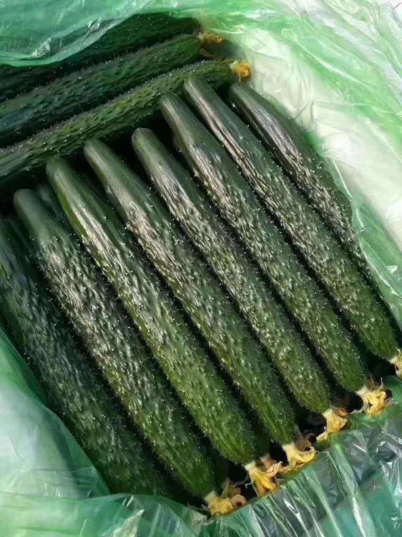 河北精品黄瓜干花带刺22~25公分商超品质诚信代收
