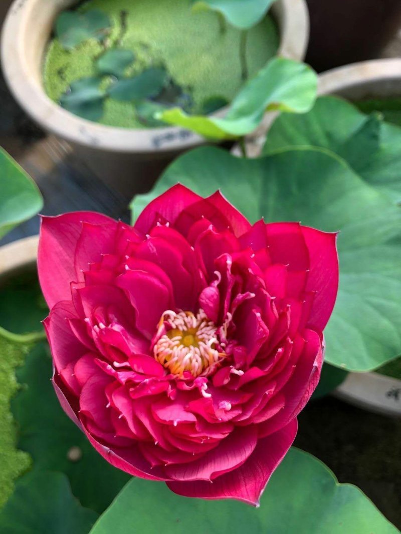 荷花盆栽