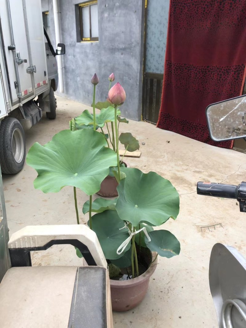 荷花盆栽
