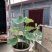 荷花盆栽