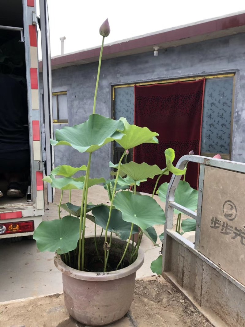 荷花盆栽