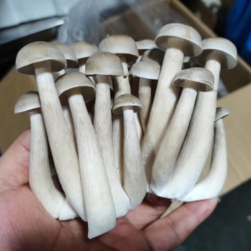 鹿茸菇鲜品（厂家供应）规模化专业种植，品质优良。