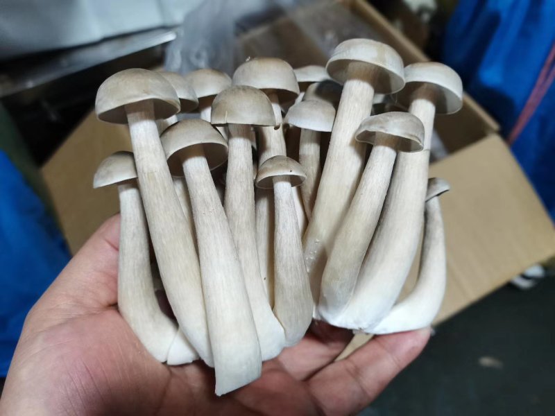 鹿茸菇鲜品（厂家供应）规模化专业种植，品质优良。