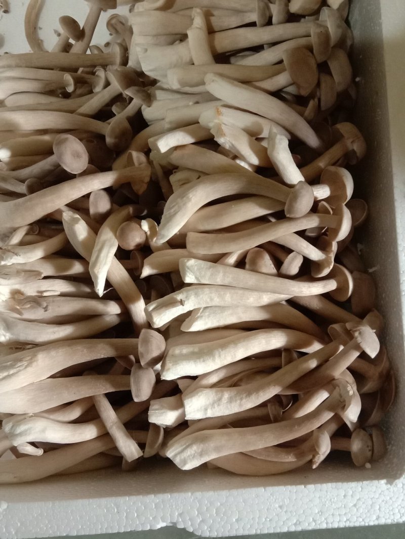 鹿茸菇鲜品（厂家供应）规模化专业种植，品质优良。