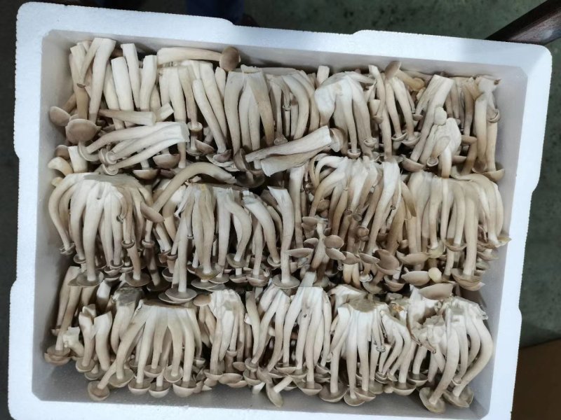 鹿茸菇鲜品（厂家供应）规模化专业种植，品质优良。