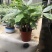 发财树，寓意很好的观叶观径植物。