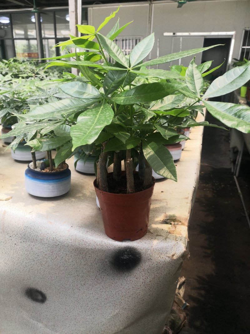 发财树，寓意很好的观叶观径植物。