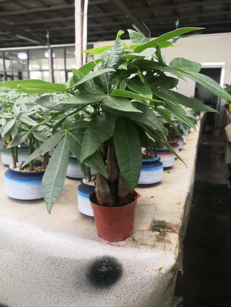 发财树，寓意很好的观叶观径植物。