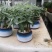 发财树，寓意很好的观叶观径植物。