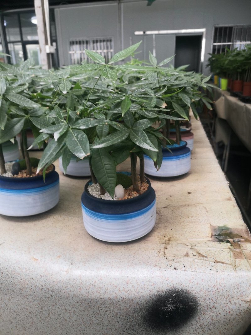 发财树，寓意很好的观叶观径植物。