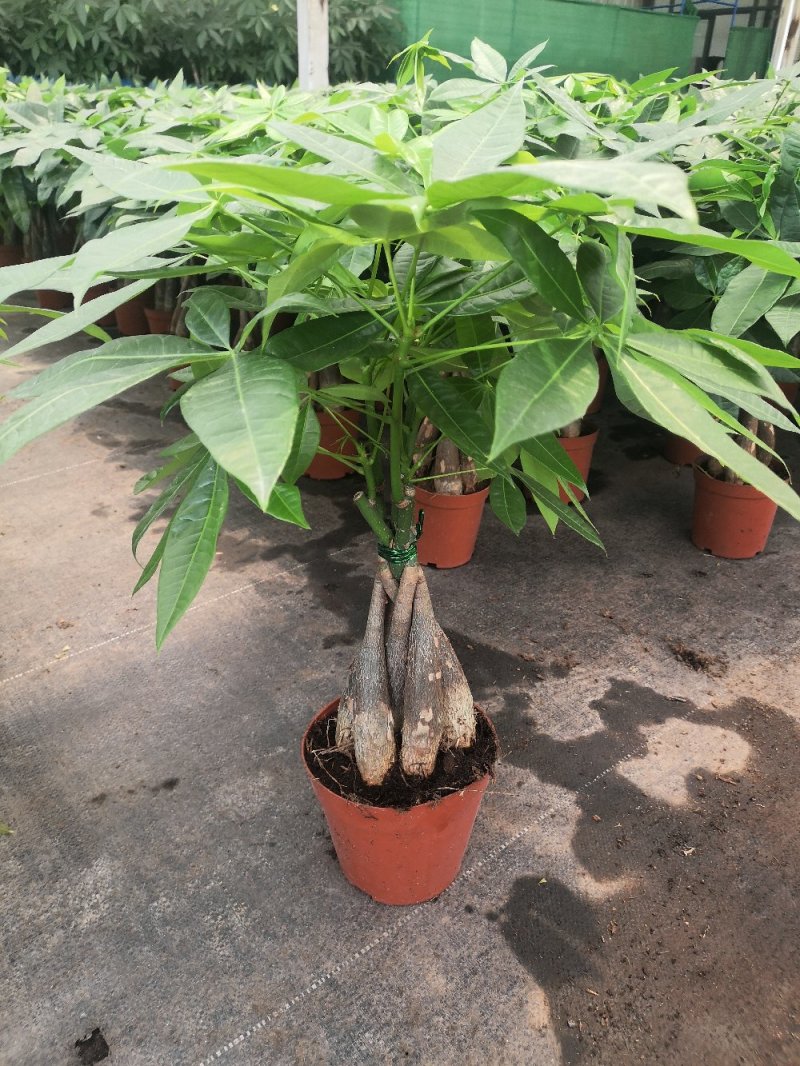 发财树，寓意很好的观叶观径植物。