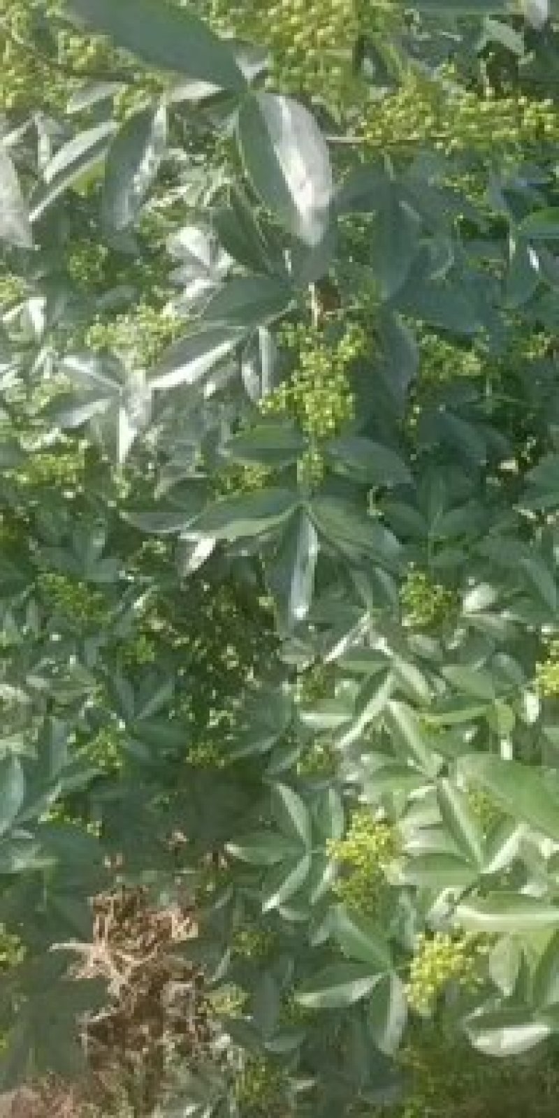 青花椒
