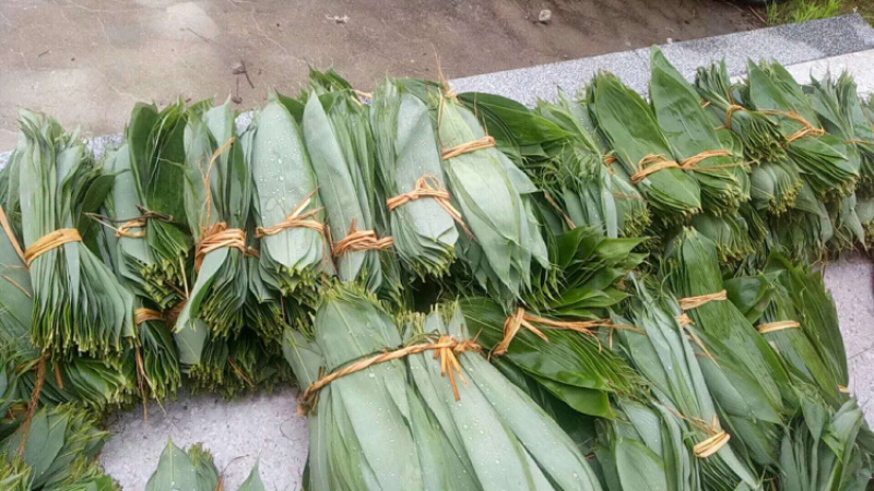 新鲜粽叶野生粽叶新鲜粽叶
