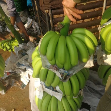 海南巴西香蕉。抗病苗香蕉大量上市啦