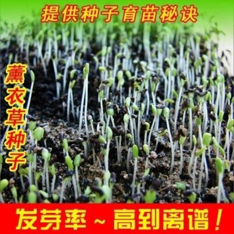 四季易种进口香草种籽多年生花草花海庭院室内盆栽