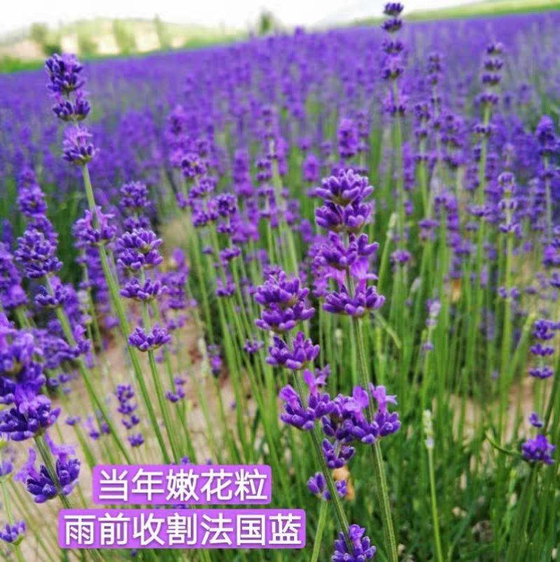 四季易种进口香草种籽多年生花草花海庭院室内盆栽