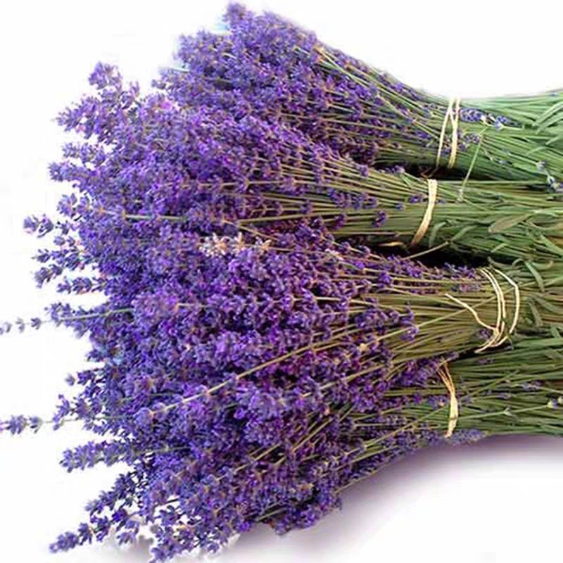四季易种进口香草种籽多年生花草花海庭院室内盆栽