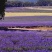 四季易种进口香草种籽多年生花草花海庭院室内盆栽