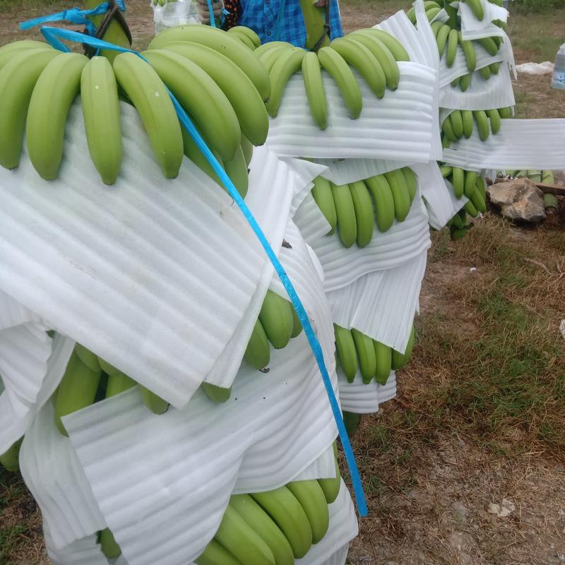 广西田东产地精品香蕉基地地头现砍现装整车全国市场发货！