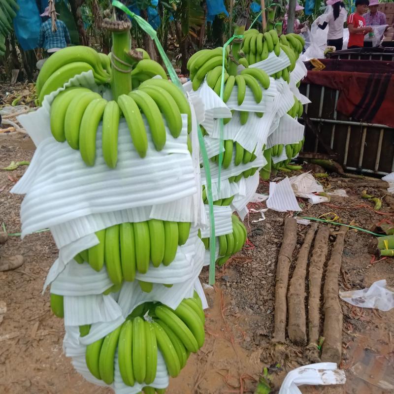 广西田东产地精品香蕉基地地头现砍现装整车全国市场发货！