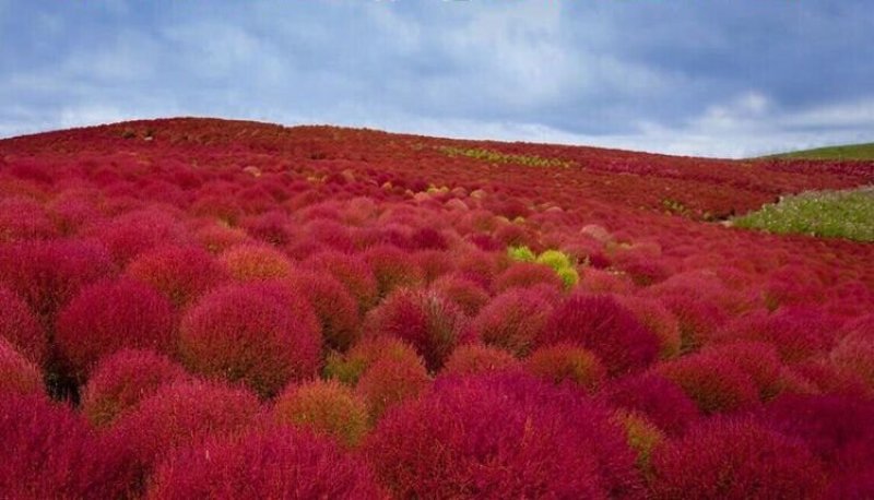 红地肤种子地肤草种子扫帚苗种子绿地肤种籽
