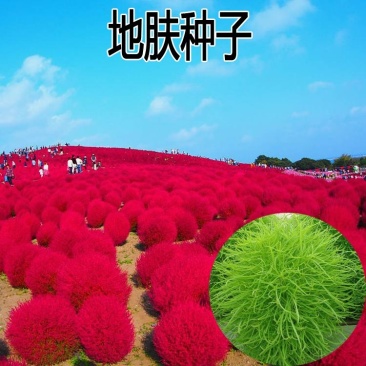 红地肤种子地肤草种子扫帚苗种子绿地肤种籽