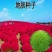 红地肤种子地肤草种子扫帚苗种子绿地肤种籽