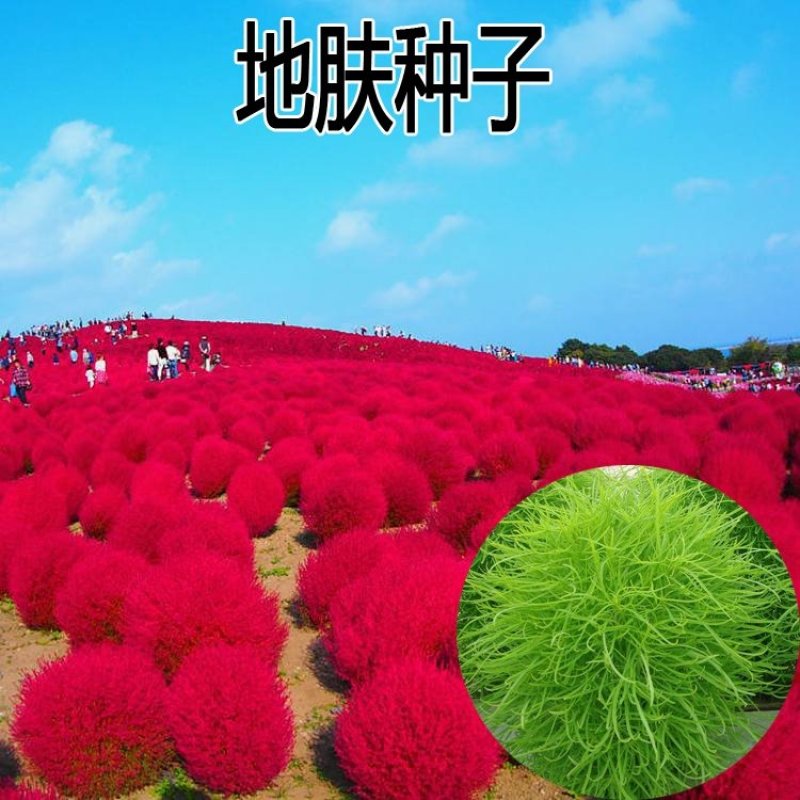 红地肤种子地肤草种子扫帚苗种子绿地肤种籽