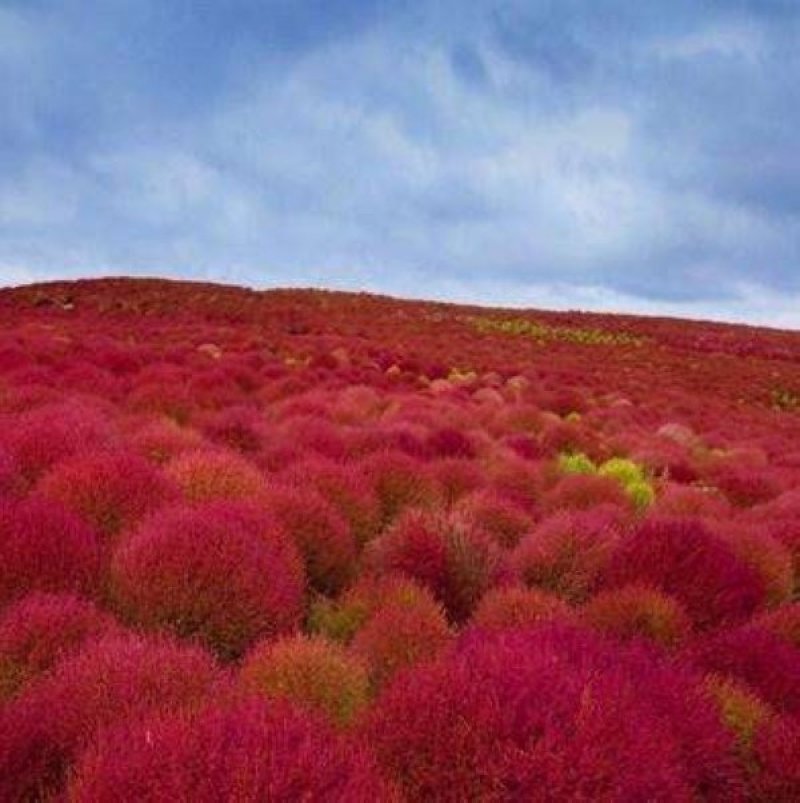 红地肤种子地肤草种子扫帚苗种子绿地肤种籽