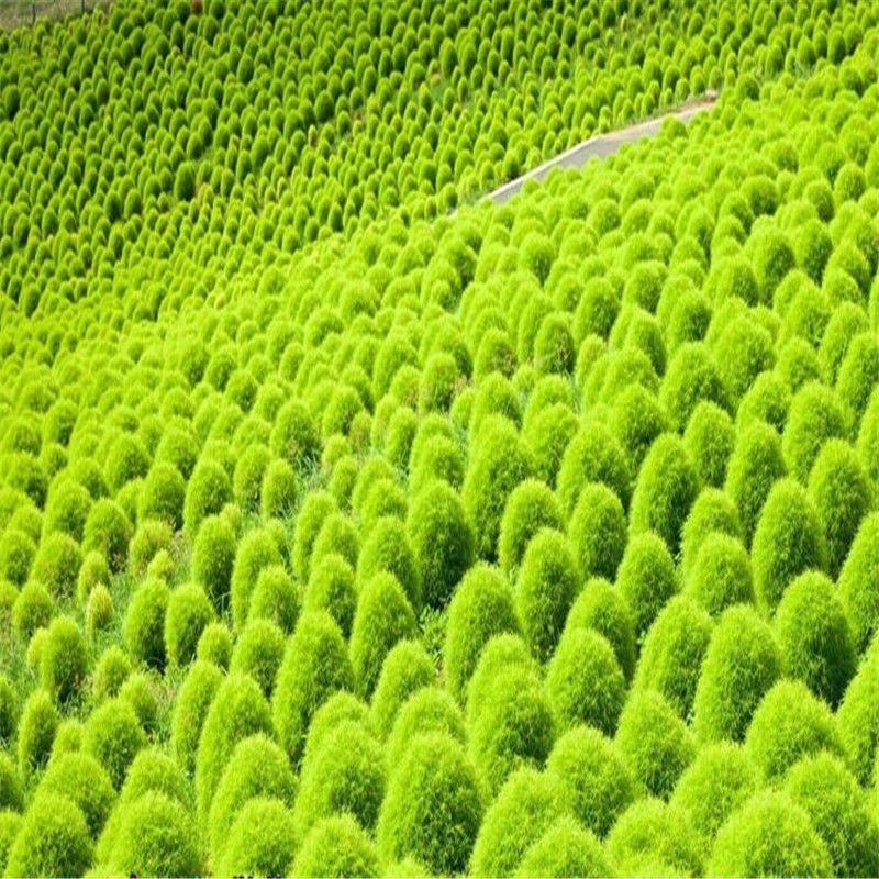 红地肤种子地肤草种子扫帚苗种子绿地肤种籽