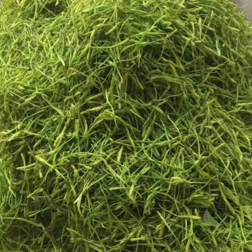 金银花头茬新货金银花山东河南金银花量大批发