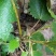四川原生态各种荨麻草鲜货全草欢迎订购