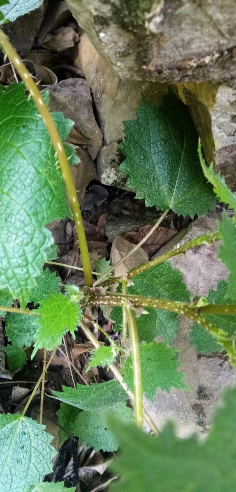 四川原生态各种荨麻草鲜货全草欢迎订购