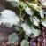 四川原生态各种荨麻草鲜货全草欢迎订购