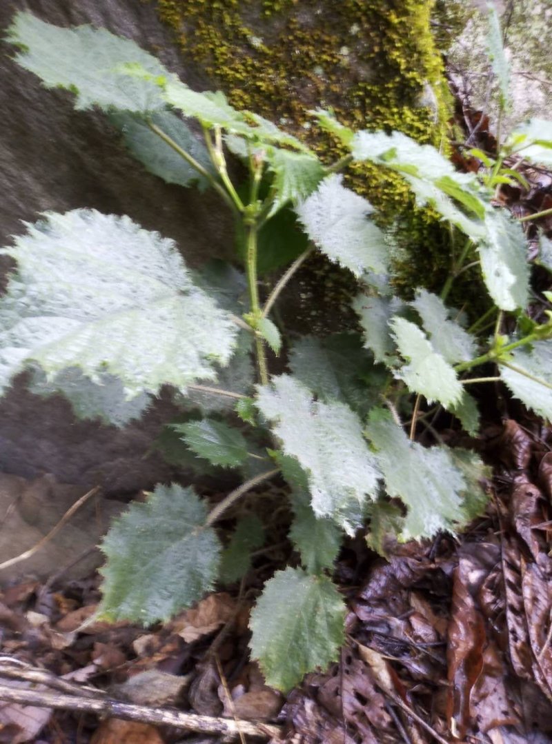 四川原生态各种荨麻草鲜货全草欢迎订购