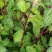 四川原生态各种荨麻草鲜货全草欢迎订购