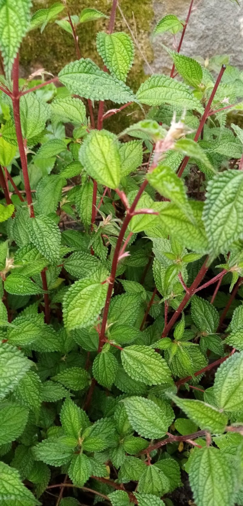 四川原生态各种荨麻草鲜货全草欢迎订购