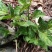四川原生态各种荨麻草鲜货全草欢迎订购