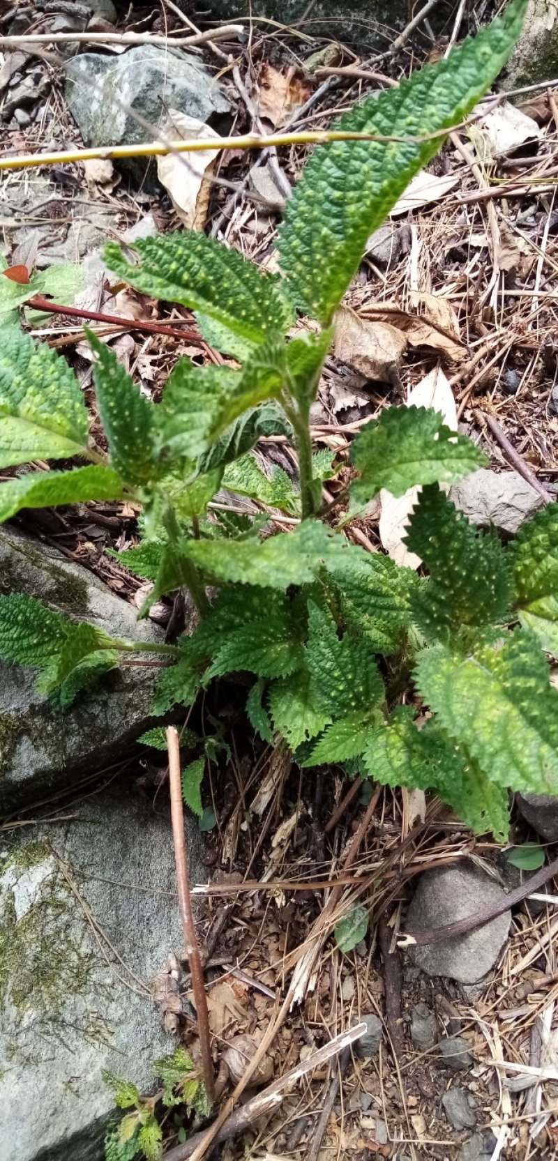 四川原生态各种荨麻草鲜货全草欢迎订购