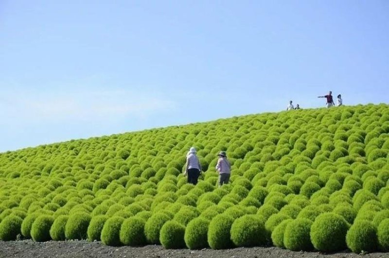 绿地肤种子地肤草种子扫帚苗种子绿叶地肤红地肤种籽