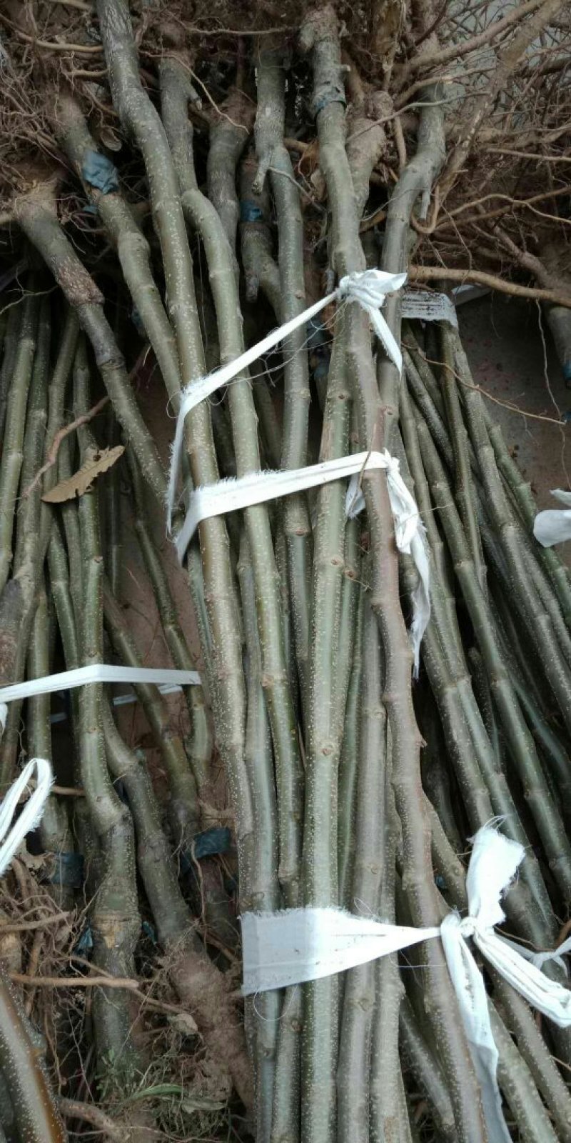 大红袍，九家种，泰山薄壳，锥栗，沂蒙短枝，石丰，青毛软刺