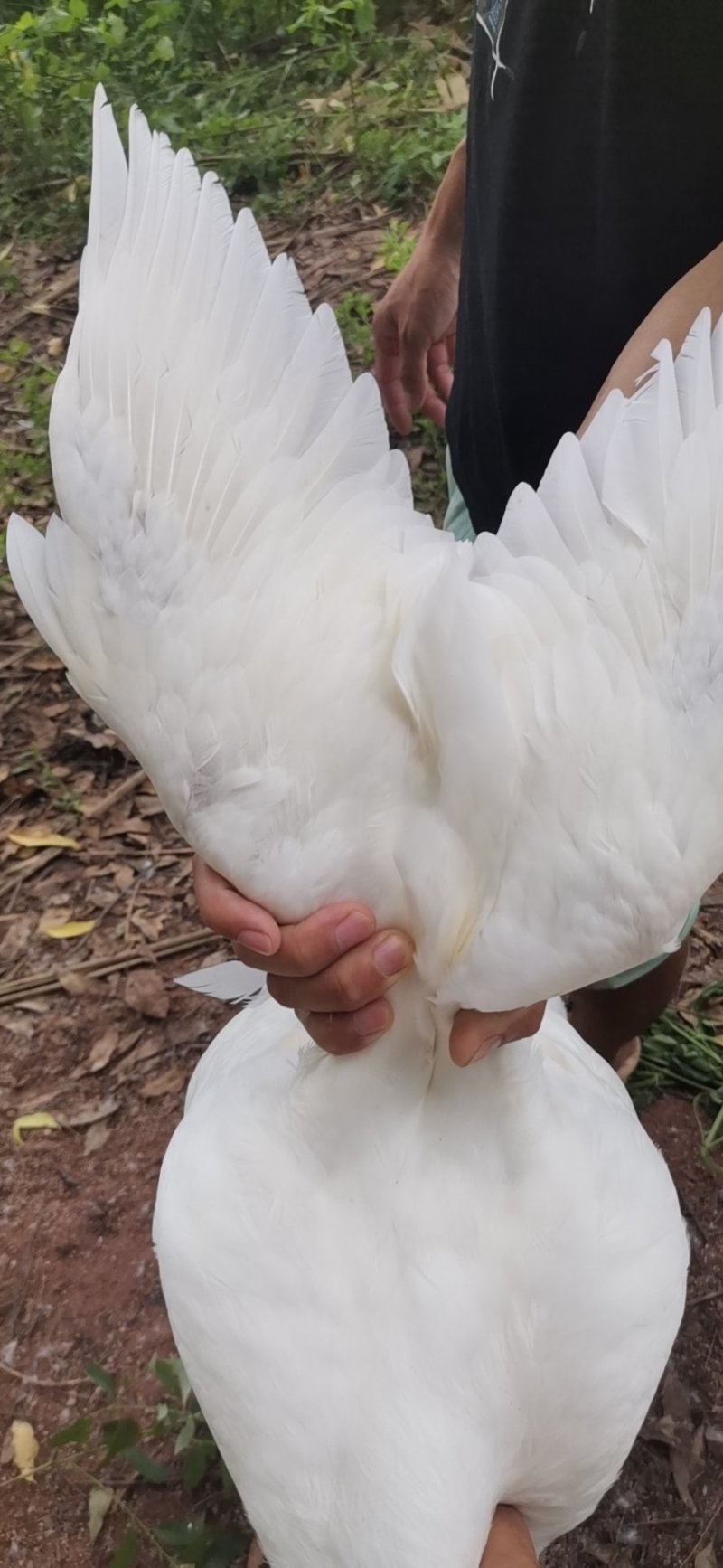 鸭麻鸭白鸭番鸭都是水库养鸭的