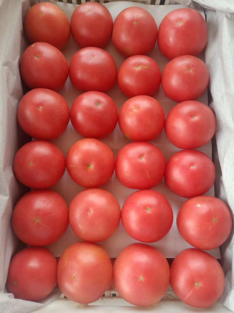 本地硬粉西红柿，质量好量大，发往全国各地，代购代销，